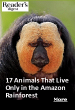 The Amazon is one of the most beautiful and biologically diverse locations in the world. Here, you'll find no shortage of plants, insects and creatures dwelling in the river, deep in the forest and high up in soaring tree canopies. Home to rainbow-colored squawking parrots, elusive jaguars, pink dolphins, the Amazon is a living, breathing wonder teeming with fascinating life in every corner. Here are animals in the Amazon Rainforest that exist nowhere else in the world.